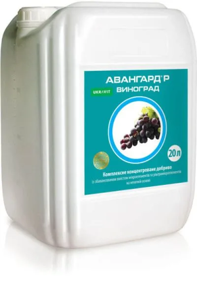 Авангард Виноград