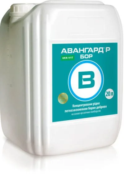 Авангард Бор