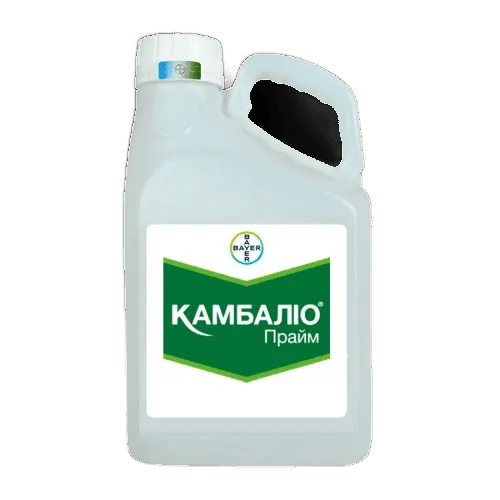 Камбаліо Прайм, КС