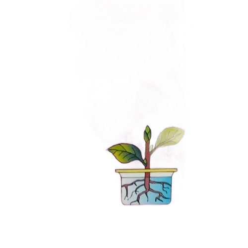 Чаркор