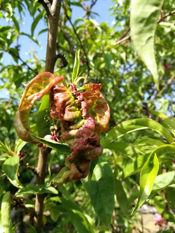 Кучерявість листя персика