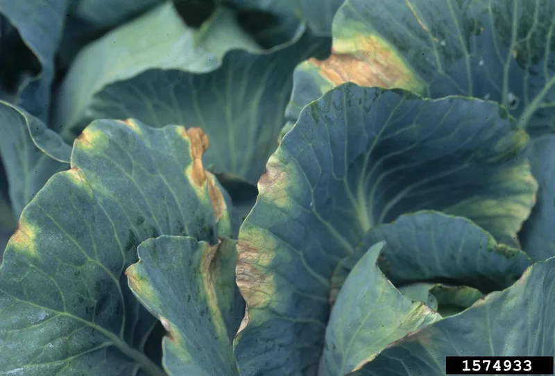 Чорна бактеріальна плямистість капустяних