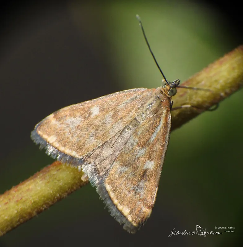 Лучний метелик